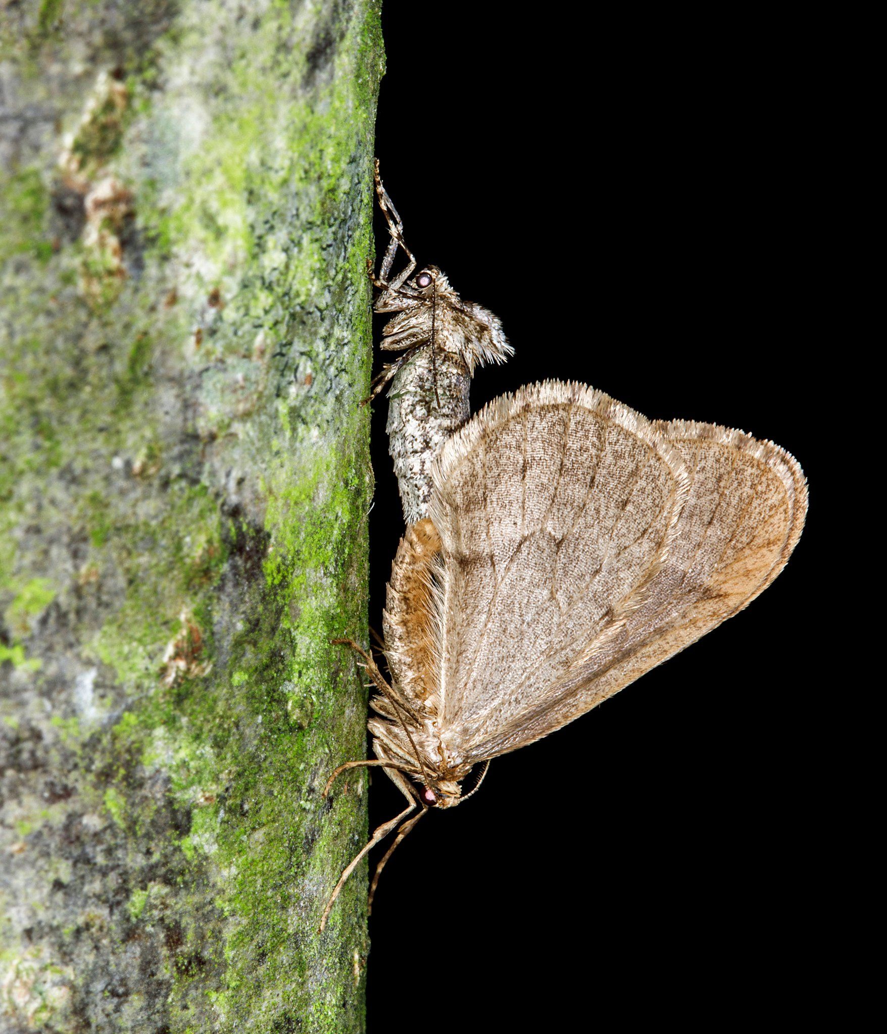  Male and female Winter Moth 